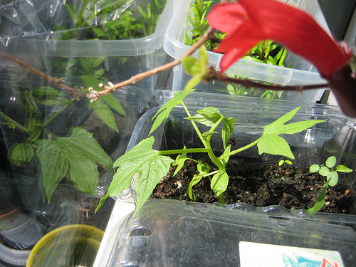 So với các giống dưa, dưa leo tí hon gieo hạt rất dễ nảy mầm. Hạt cần được ngâm khoảng 1-2 tiếng trước khi gieo xuống đất, độ sâu gieo hạt là 1cm, bề mặt đất ẩm ướt.