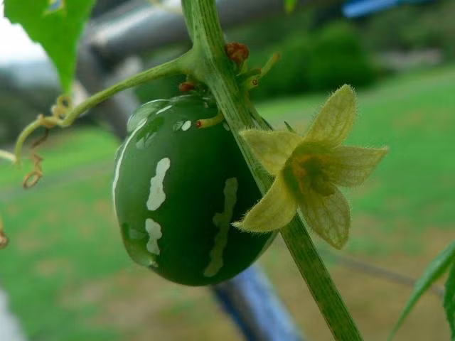 Dưa có hoa trắng và vàng, đơn tính. Cây ra hoa từ tháng Ba đến tháng Tư. Cuống lá dài từ 5-8cm, lá của loại dưa này có mùi khó chịu khi bị nghiền nát.