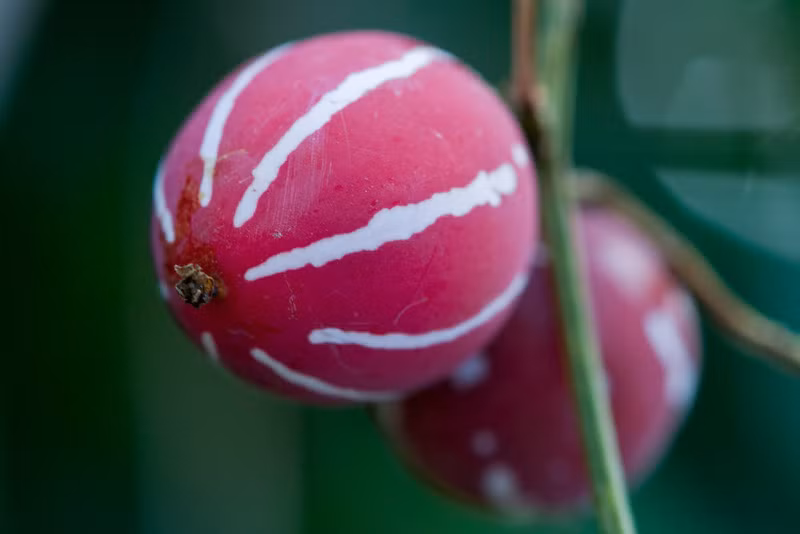 Sau 1 -2 tuần, hạt giống nảy mầm ở điều kiện nhiệt độ 25 - 28 độ C. Trung bình mất khoảng 1 tháng từ khi hạt nảy mầm đến khi cho quả chín.