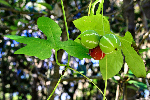Chúng có nguồn gốc từ Úc, Malaysia, Papua New Guinea và các vùng nhiệt đới châu Phi, đặc biệt ở các khu rừng mưa nóng ẩm.
