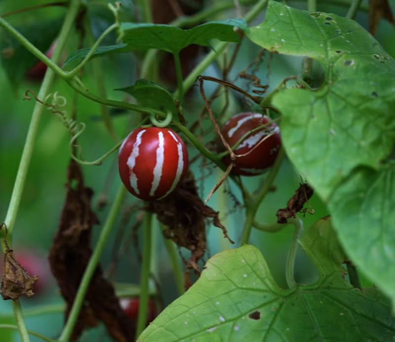Ngoài trồng làm cảnh, ở Ấn Độ, lá dưa tí hon Diplocyclos palmatus được dùng trong một vài ứng dụng y học, điều trị đau khớp, ho, đầy hơi, và các bệnh da khác nhau.