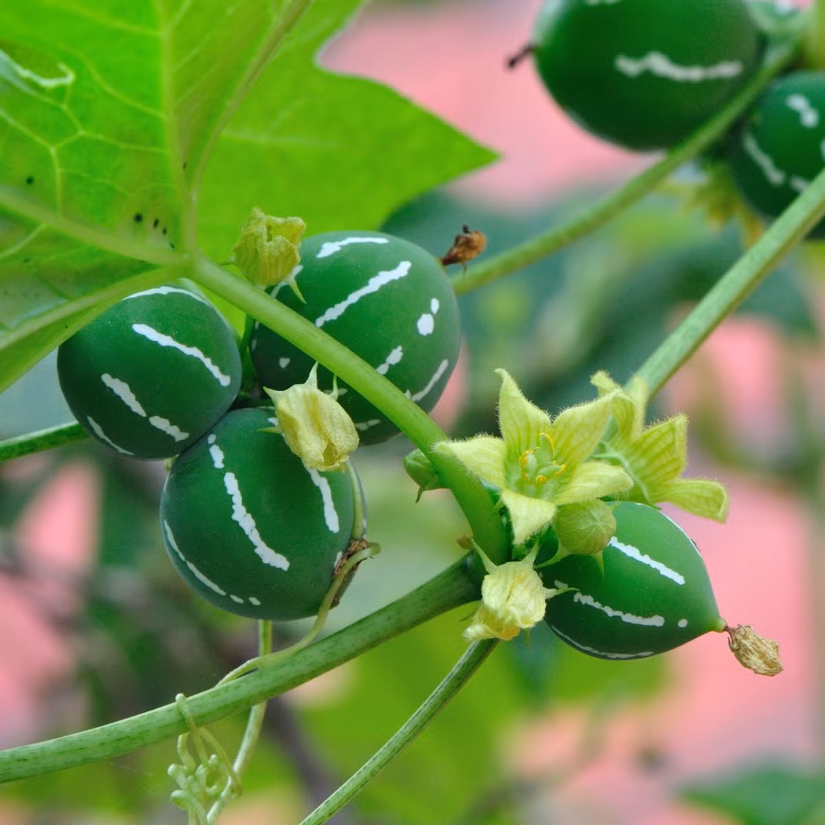 Hình ảnh những quả dưa khi còn xanh...