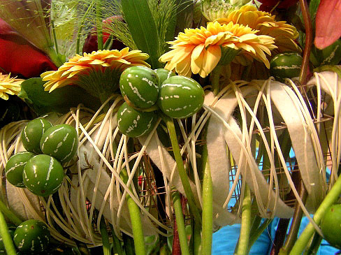 Ở Nam Phi, giống dưa này rất được ưa chuộng, nhiều khách lùng mua về trồng làm đẹp sân vườn, quả dùng trang trí giỏ hoa vì màu sắc sặc sỡ, sinh động.