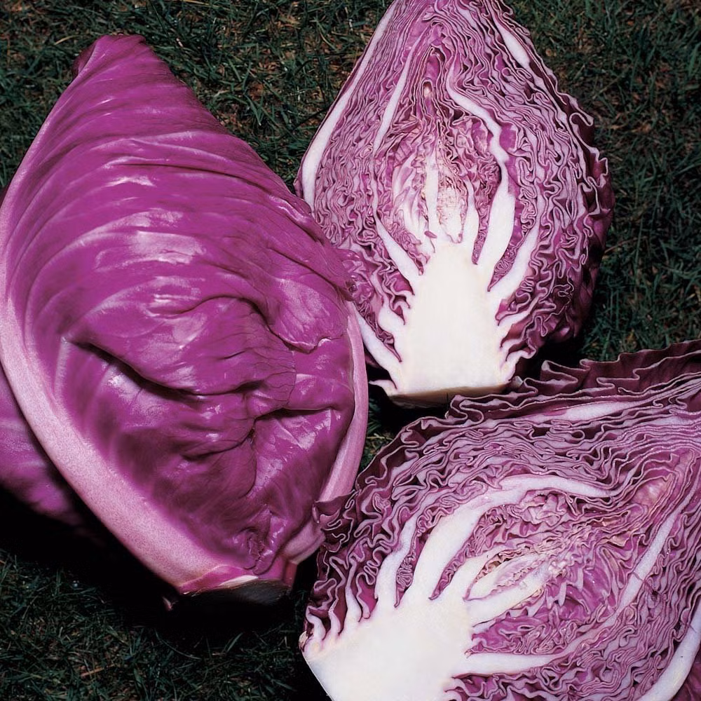 Chủ cửa hàng hạt giống rau trên đường Kim Giang (Hà Nội) cho biết: "Bắp cải Kalibos là loại rau trồng nhiều ở các nước xứ lạnh vùng Đông Âu. Bắp cải cuốn thành hình chóp nhọn, không tròn như bắp cải thường thấy. Cửa hàng nhập hạt giống rau này ở Nga, trong hai ngày bán được khoảng 110 gói. Vì đây là loại rau lạ nên có khách vẫn phân vân chọn lựa, trong khi khách nào từng ăn rau này lại không chần chừ, mua liền 2-3 gói".