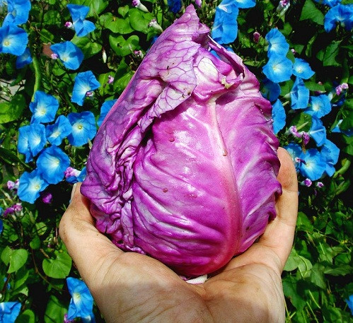 Bắp cải hình chóp chứa lượng đường khá cao, cộng thêm màu sắc hấp dẫn, chúng thường được sử dụng để làm các món salad, rau giòn, vị ngọt. Mỗi cây bắp cải cuốn hình chóp có đường kính từ 5 -10 cm.