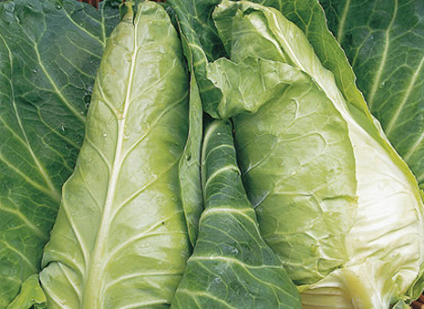 Ngoài hình dáng lạ, bắp cải hình chóp chứa nhiều dinh dưỡng, bao gồm vitamin A, B1, B2, và C, cũng như chất chống oxy hóa khác nhau. Các nhà khoa học từng chứng minh ăn nhiều bắp cải cũng có thể bảo vệ mắt khỏi bệnh thoái hóa điểm vàng.