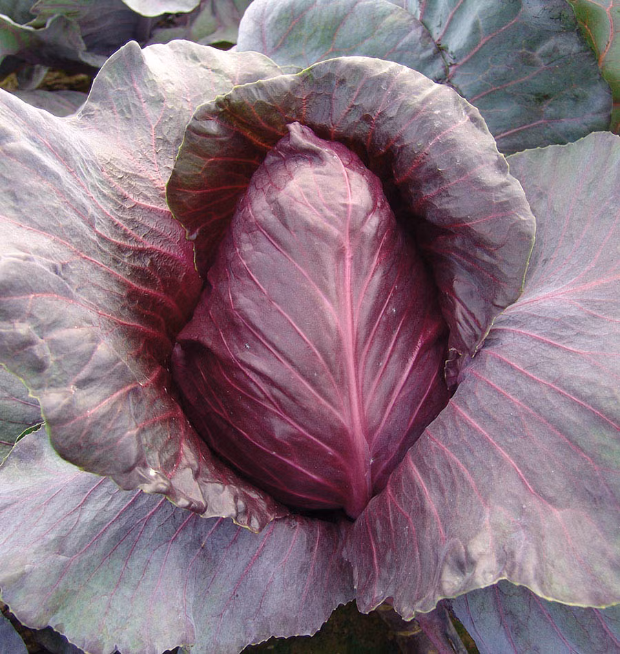 Bắp cải phát triển tốt khi trồng trên đất mùn, độ pH lý tưởng: 6,5-7,0, có phân hữu cơ ủ. Gieo hạt sâu khoảng 5mm, các hạt cách nhau khoảng 7-8cm.