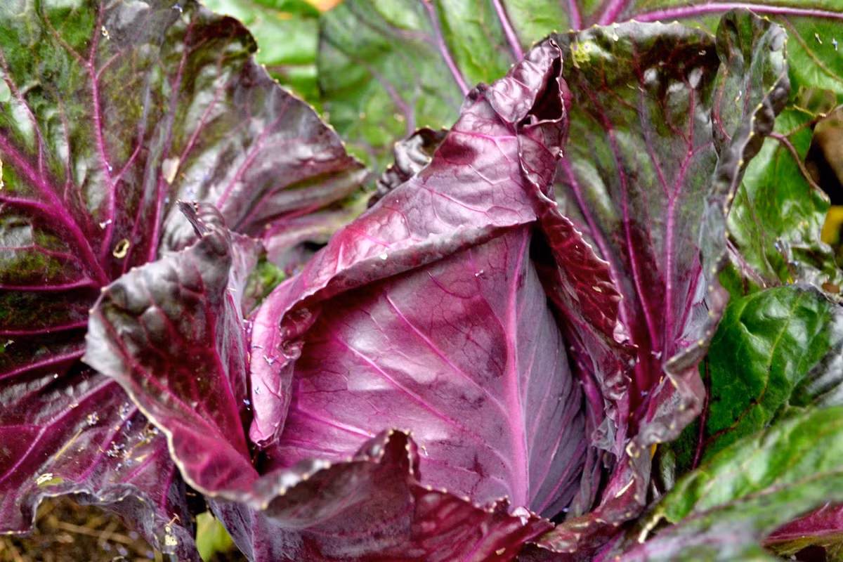 Theo chủ một cửa hàng bán hạt giống online: "Nhiệt độ tối ưu đất từ 10-30 độ C là thích hợp với cải Kalibos. Hạt giống nảy mầm trong 7-10 ngày".