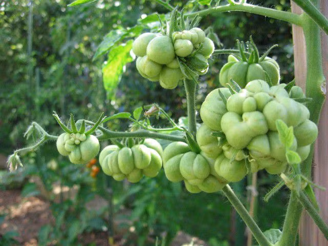 Trái cây chuyển dần từ màu xanh sang vàng rồi chín đỏ và có thể cho thu hoạch.