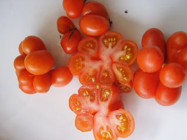 Thông thường, sau khi gieo hạt trồng, sau khoảng 80 - 85 ngày có thể thu hoạch.