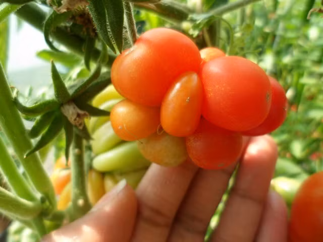 Giá hạt giống cà chua này đắt hơn các loại thông thường, mỗi gói khoảng 20 hạt có giá khoảng 5 USD (khoảng 100.000 đồng). Hạt giống của chúng khá hiếm, do đó, không dễ để mua được.