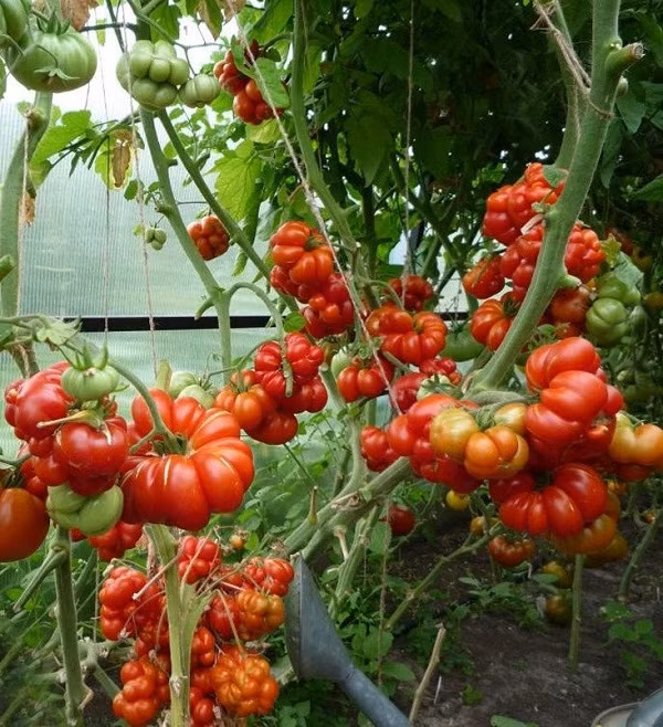 Cà chua Voyage được trồng nhiều ở Đức và Kentucky (Mỹ). Mỗi cây trưởng thành cao trung bình từ 60 - 90cm.