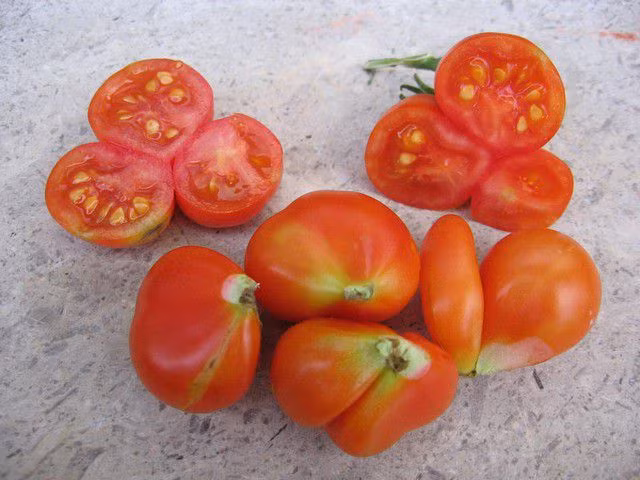 Cũng như các loại cà chua thường thấy, chúng được dùng chế biến món ăn, salad hoặc làm nước ép. Chất Lycopene trong quả có tác dụng chống oxy hóa tốt.