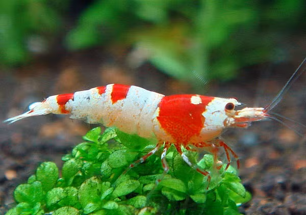 Mua tôm cảnh nghìn đô, trăm đô không phải là việc quá khó đối với các đại gia mê sinh vật cảnh độc, lạ. Trong hình là tôm Red Bee, kích thước từ 1 -3cm, rao bán từ 80 - 100 USD/con (khoảng 1,7 - 2,1 triệu đồng).