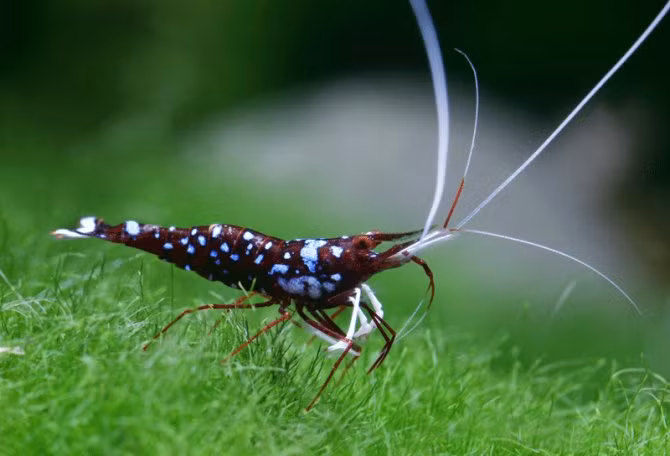 Đắt hơn rất nhiều, loại tép Sulawesi có nguồn gốc từ Indonesia có giá từ vài trăm đến cả nghìn đô.