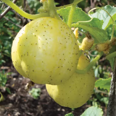 Loại dưa này bắt đầu được trồng phổ biến từ năm 1894, chúng xuất hiện nhiều ở vùng New Zealand và được trồng nhân rộng ra nhiều vùng khác nhau.