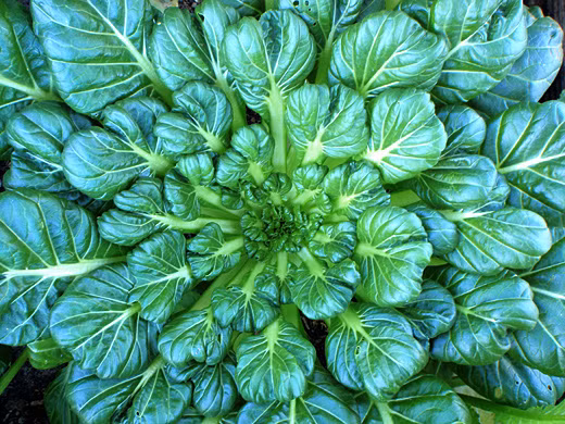 Hình ảnh thu hút của loại rau cải độc lạ này.