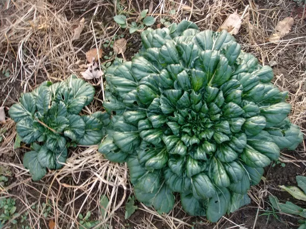 Không chỉ lấy rau ăn, nhiều bà nội trợ thích thú trồng cải bẹ xanh hoa hồng để làm đẹp sân vườn.