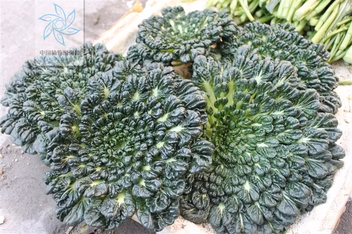 Loại đất tốt cho cải Tatsoi là đất mùn hoặc đất cát, pH đất từ 5.5 -7.0, nhiều chất hữu cơ và khả năng thoát nước tốt.