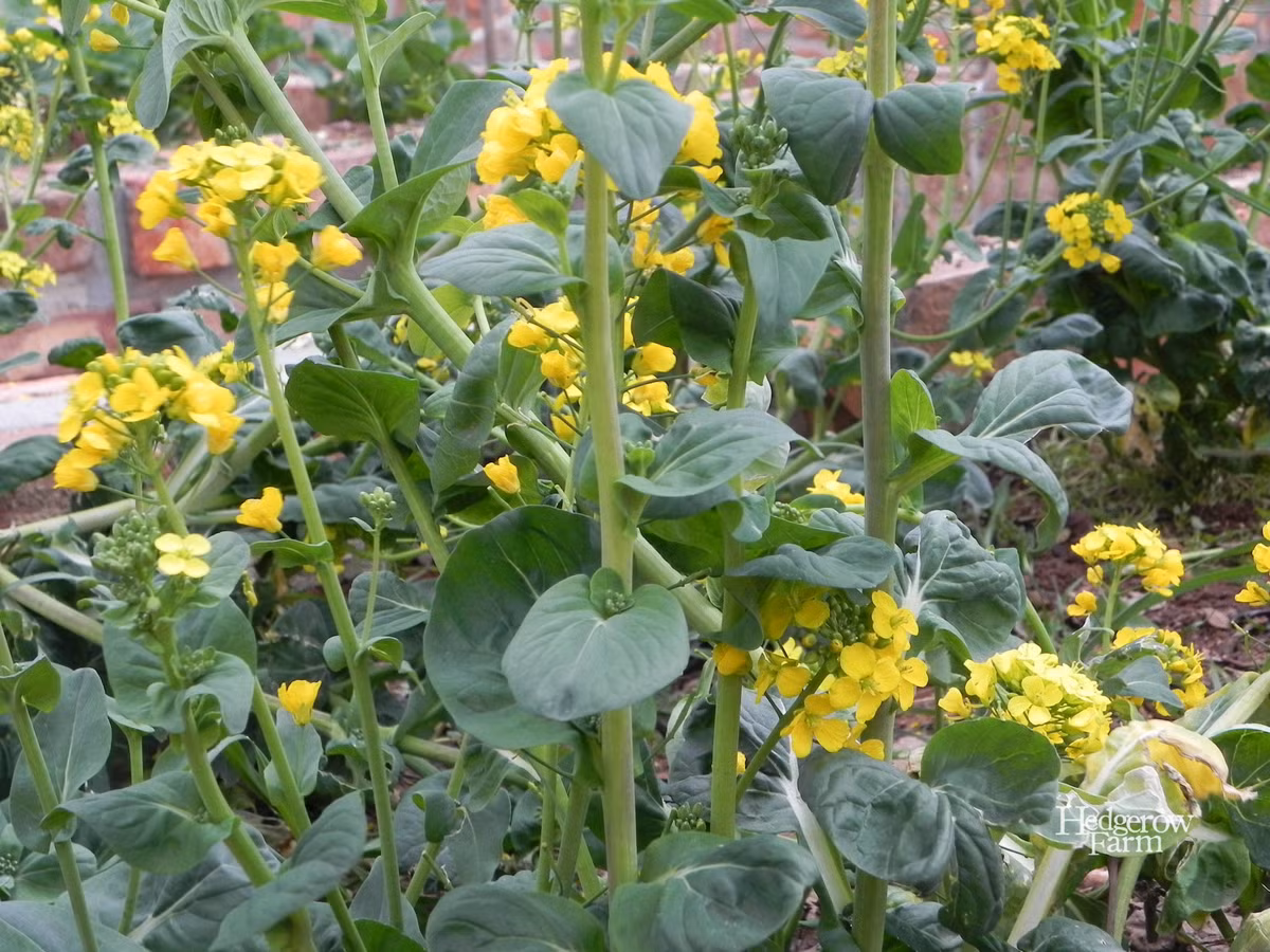 Khi các ngồng cải mọc cao, cây rau sẽ mất hình dáng giống một bông hồng nở xòe lạ mắt. Những bông hoa vàng và ngồng cải Tatsoi có thể ăn như nhiều loại ngồng cải thường thấy.