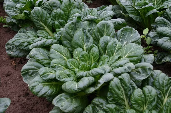 Trung bình mất 7 ngày để hạt giống rau nảy mầm, 21 ngày để có rau ăn. Sau 45 ngày, rau sẽ đạt đến độ trưởng thành nhất, cho mùi vị rõ ràng hơn.