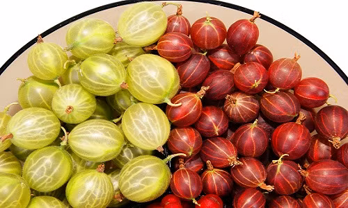 Hình ảnh những quả lý gai nhiều màu sắc và bắt mắt.