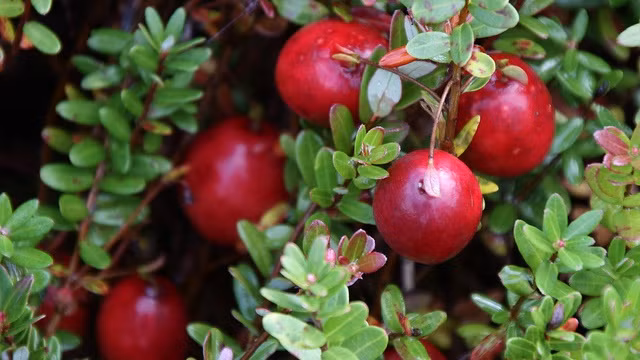 Hạt giống việt quất dây leo được các cửa hàng bán hạt giống online rao với giá từ 40.000 -45.000 đồng/gói (khoảng 30 hạt).