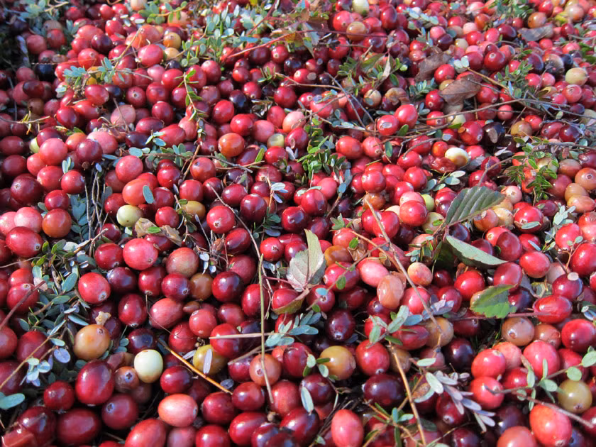 Hình ảnh những quả nam việt quất căng mọng bắt mắt.