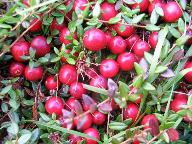 Quả việt quất Cranberry to hơn lá, lúc nhỏ màu trắng, sau chuyển màu dần sang đỏ thẫm khi chín hẳn. Chúng có vị chua gắt lấn át vị ngọt ngay cả khi đã chín. Do đó, nhiều người khi pha nước ép từ Cranberry vẫn cho thêm nước ép các loại hoa quả khác để giảm độ chua của chúng.