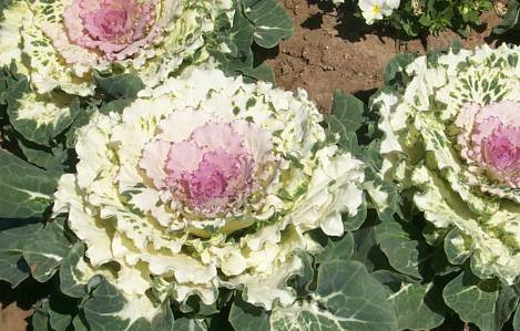 Vì đẹp mắt nên giống cải này rất được ưa chuộng. Chúng có thể trồng từ hạt giống. Giá hạt giống bắp cải Ornamental dao động từ 50.000 -60.000 đồng/gói (tùy trọng lượng).