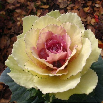 Hàng năm, nhờ xuất một lượng lớn bắp cải Ornamental cho những người thu mua (chủ yếu là hàng hoa), không ít nhà vườn "hốt bạc" nhờ giống cải này.