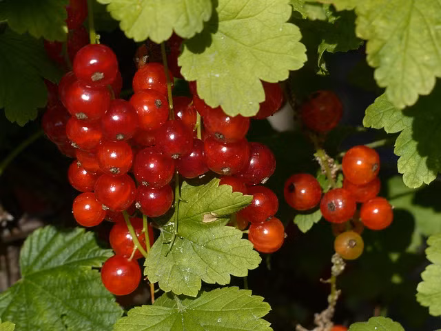 Một số bộ phận của cây còn được sử dụng trong y học, đặc biệt chuyên về điều trị hội chứng tiền mãn kinh.