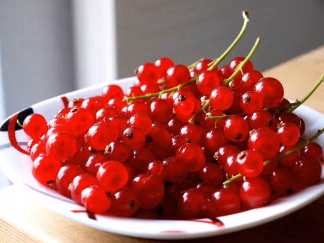 Hình dáng đẹp mắt, hương vị thơm, ngon và nhiều dinh dưỡng, nhiều người không khỏi mê mẩn mua hạt giống nho đỏ này về trồng. Khảo sát trên trang aliexpress.com, giá hạt giống nho dao động khoảng 2 USD/gói (50 hạt).