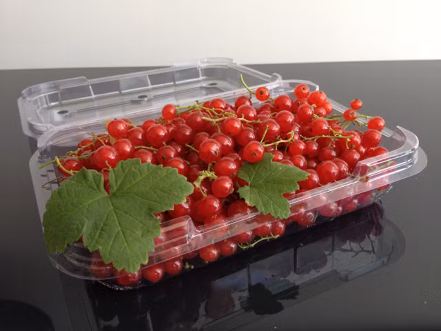 Quả tươi ngon có thể giữ được trong tủ lạnh khoảng 3 ngày, tránh rửa nước trước khi bỏ vào tủ, vì quả sẽ bị ủng, thối nhanh hơn.