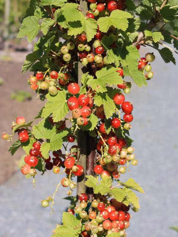 Cây lý chua (nho đỏ) thuộc dạng cây bụi thường, cao tới 1-1,5 m. Hoa màu vàng-xanh. Một bụi cây có thể cho tới 3-4 kg quả chín mọng vào khoảng thời gian từ giữa đến cuối mùa hè.