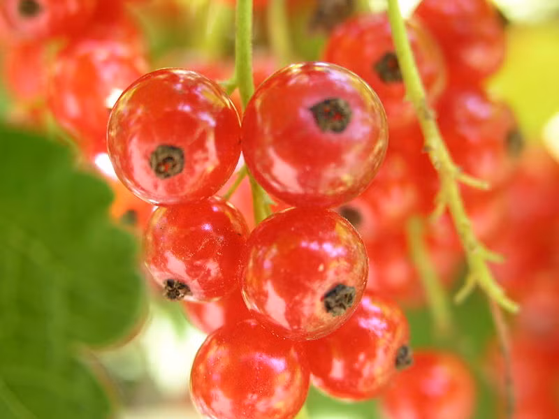 Hình ảnh những quả nho đỏ (lý chua) căng mọng đẹp mắt.