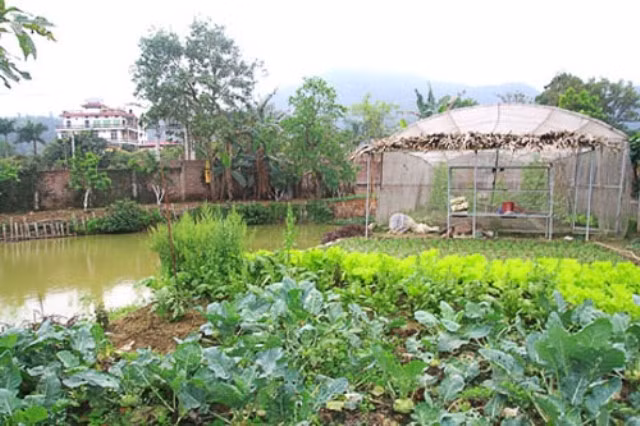 Ca sĩ Mỹ Linh dành nhiều thời gian để tự tay trồng và chăm sóc các loại rau, hoa cỏ quanh nhà.