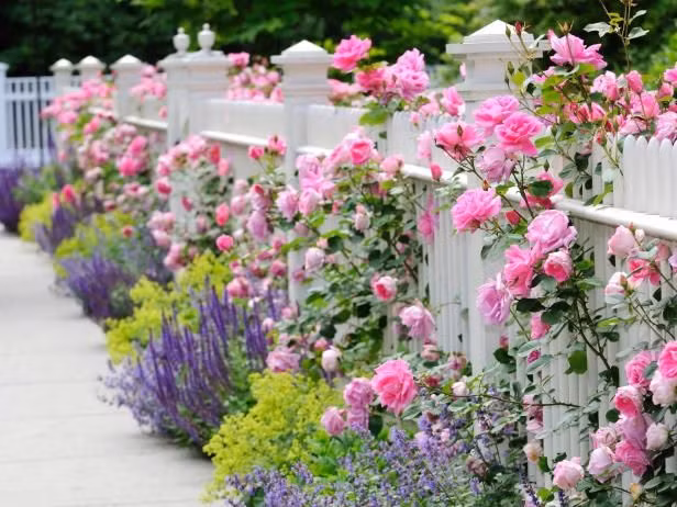 Những hàng rào hoa hồng bao giờ cũng mang lại cho ngôi nhà một nét duyên dáng, rực rỡ.