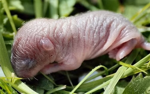 Khi dùng đũa gắp chuột, chúng sẽ sợ hãi thét lên một tiếng. Khi bị đặt vào đĩa gia vị, chuột sẽ thét tiếng thứ hai. Khi bị đưa vào miệng người ăn, chú chuột sẽ thét tiếng thứ ba. Đó chính là lý do vì sau món này có tên gọi là “Ba tiếng thét”.