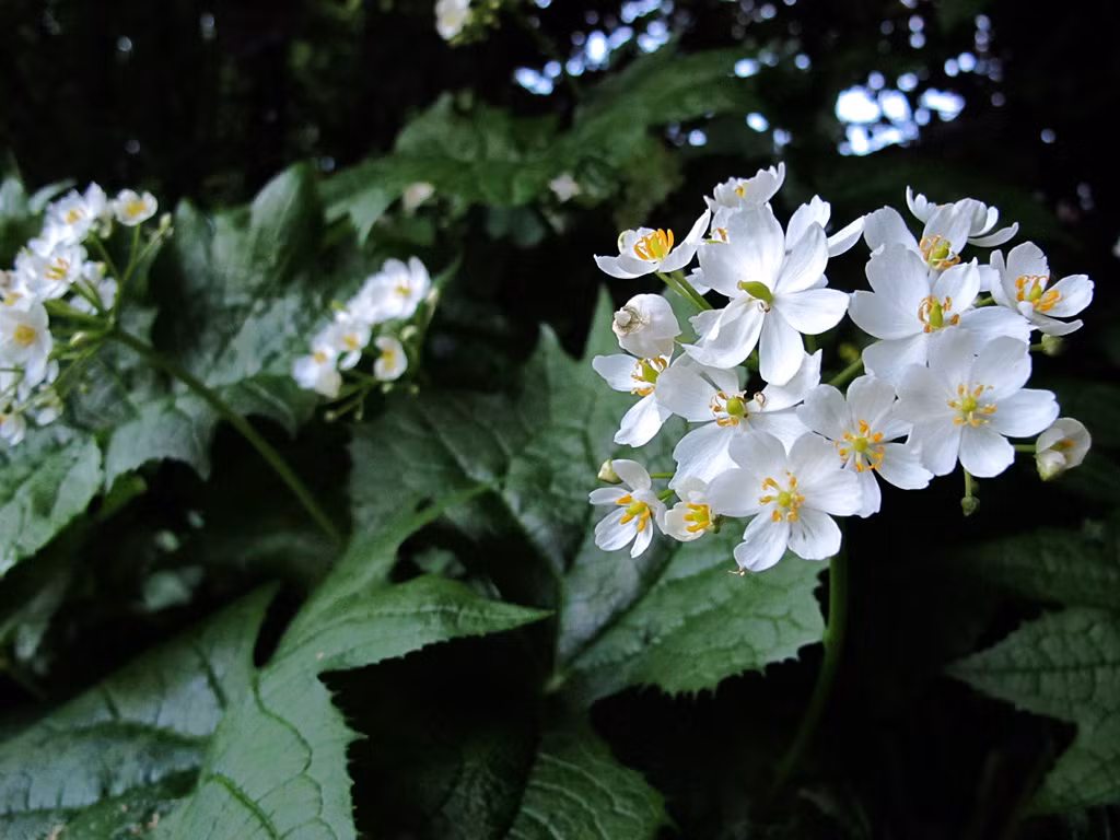 Cây hoa xương cao đến 0,4 mét, tán lá rộng 30cm, cây sống quanh năm.