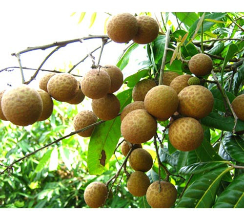 Nhãn là loại quả ngon, ngọt và bổ dưỡng, rất tốt cho những người có nhu cầu bồi bổ, nhưng bà bầu nên tránh hoặc không ăn nhiều. Theo đông y, nhãn có tính ôn, vị ngọt, rất dễ trợ hỏa, khi ăn vào sẽ làm tăng thêm nhiệt cho mẹ và thai nhi (thân nhiệt của phụ nữ có thai bao giờ cũng cao hơn bình thường nửa độ). Từ đó rất dễ gây ra tình trạng khí huyết không điều hòa, gây nôn mửa, thậm chí có thể sinh đau bụng xuất huyết do nhiệt và đó cũng là dấu hiệu báo trước hiện tượng sẩy thai hoặc sinh non có thể xảy ra.