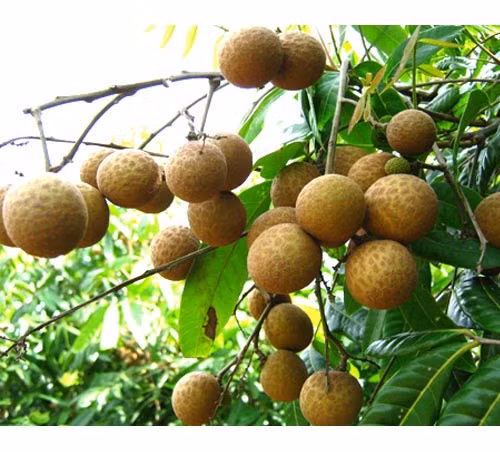 Nhãn là loại quả ngon, ngọt và bổ dưỡng, rất tốt cho những người có nhu cầu bồi bổ, nhưng bà bầu nên tránh hoặc không ăn nhiều. Theo đông y, nhãn có tính ôn, vị ngọt, rất dễ trợ hỏa, khi ăn vào sẽ làm tăng thêm nhiệt cho mẹ và thai nhi (thân nhiệt của phụ nữ có thai bao giờ cũng cao hơn bình thường nửa độ). Từ đó rất dễ gây ra tình trạng khí huyết không điều hòa, gây nôn mửa, thậm chí có thể sinh đau bụng xuất huyết do nhiệt và đó cũng là dấu hiệu báo trước hiện tượng sẩy thai hoặc sinh non có thể xảy ra.