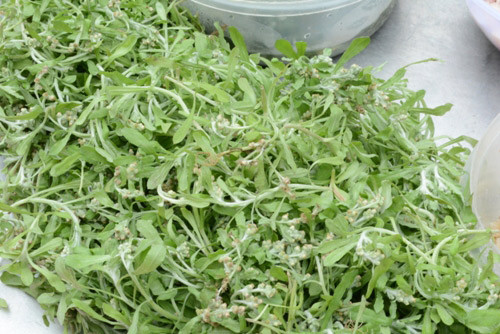 Lá khúc tạo màu xanh cho bột bánh được rao bán với giá 100.000 -120.000 đồng/kg. Tuy nhiên, người mua thường phải đặt hàng các shop bán online để mua vì loại lá này không bán nhiều ở các chợ hay cửa hàng rau quả.