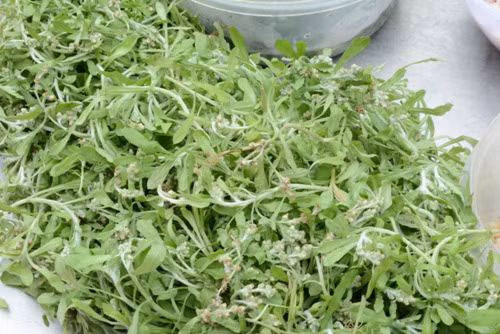 Lá khúc tạo màu xanh cho bột bánh được rao bán với giá 100.000 -120.000 đồng/kg. Tuy nhiên, người mua thường phải đặt hàng các shop bán online để mua vì loại lá này không bán nhiều ở các chợ hay cửa hàng rau quả.