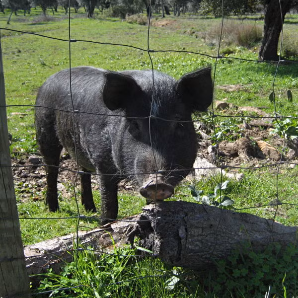 Thịt lợn đen Ibérico giá đắt đỏ vì quy trình nuôi khá cầu kỳ. Những con lấy thịt thông thường thường được nuôi bằng ngũ cốc. Những con nuôi lấy thịt chất lượng cao cấp sẽ có thức ăn chính là trái sồi.