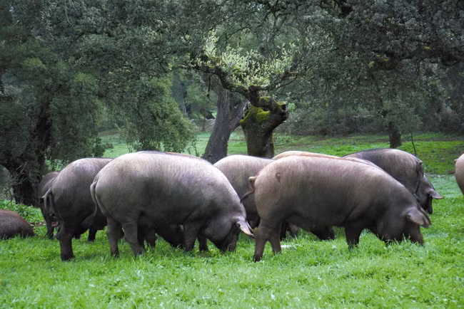 Ngay sau khi cai sữa, lợn con được vỗ béo bằng lúa mạch và ngô trong vài tuần. Sau đó, chúng được thả tự do kiếm ăn tại đồng cỏ và rừng gỗ sồi, ăn các loại thảo mộc, rễ cây.