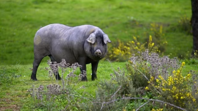 Nhờ việc thường xuyên di chuyển, ăn tự nhiên mà thịt lợn đen không có nhiều mỡ tích tụ, đặc biệt là phần đùi.