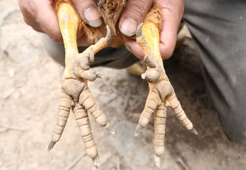 Loại gà 6 cựa này khá quý, hiếm. Chúng có 6 ngón mỗi chân, khác với các giống gà thông thường.