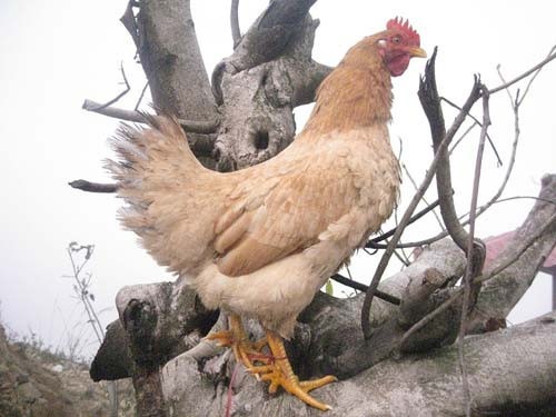 Hình dáng gà 6 cựa khá giống gà ri, 6 móng vàng óng, dài và có vuốt nhọn tưởng như cồng kềnh nhưng lại giúp chúng lại di chuyển rất dễ dàng.