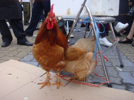 Do thịt ngon, chân gà 6 cựa lạ mắt nên loại gà này khá được yêu thích. Giá gà 6 cựa dao động từ 200.000 - 300.000 đồng/kg. Trung bình mỗi con gà có giá từ 600.000 đồng đến cả triệu đồng. Ảnh: Web Lạng Sơn